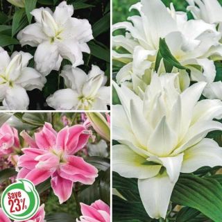 Double Oriental Lily Collection Thumbnail
